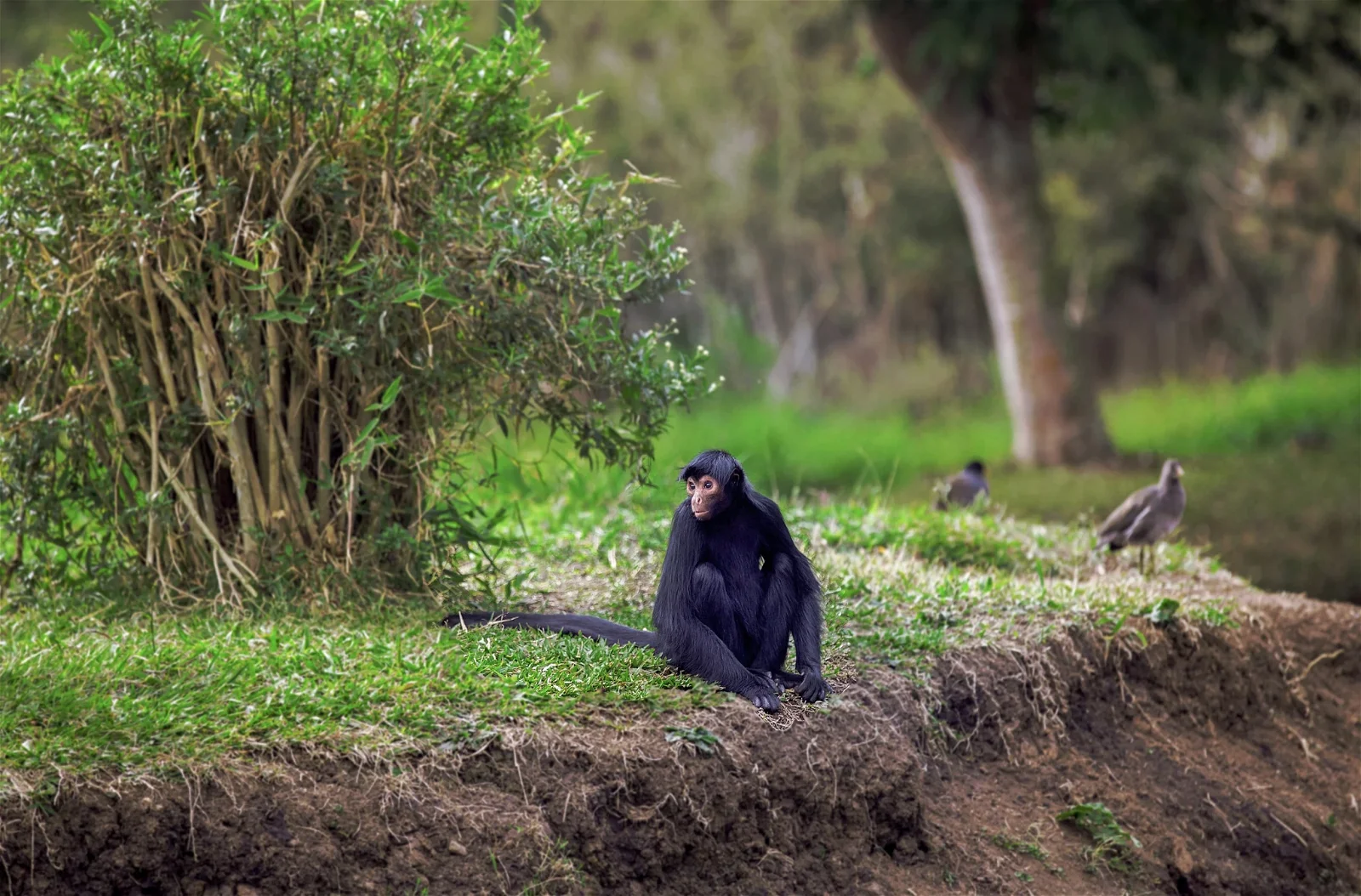 Zoológico Municipal de Curitiba