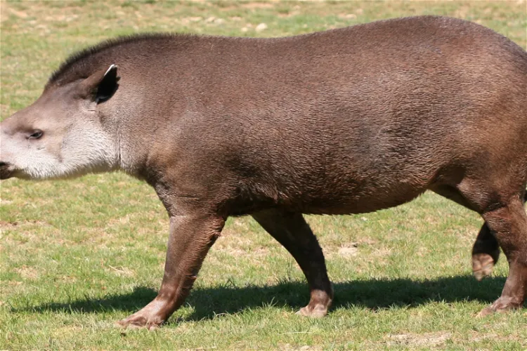 Zoo Safári