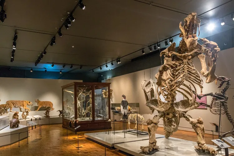 Museum of Zoology of the University of São Paulo