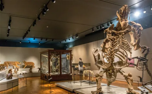 Museum of Zoology of the University of São Paulo