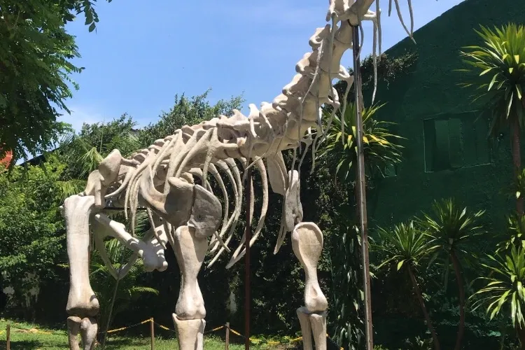 Museu de Pré-História Casa Dom Aquino