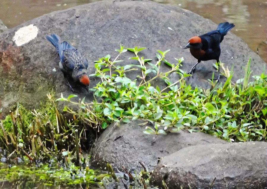 Zoo Americana - Parque Ecológico Municipal
