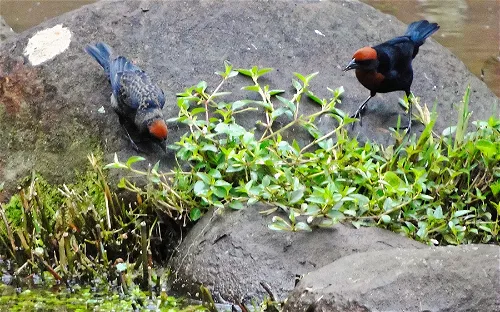 Zoo Americana - Parque Ecológico Municipal