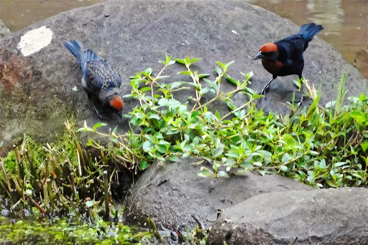 Zoo Americana - Parque Ecológico Municipal