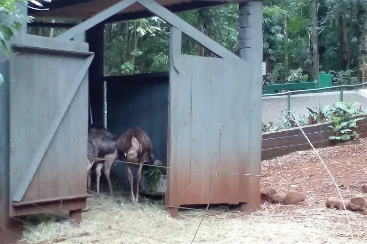 Municipal Zoo Danilo José Galafassi