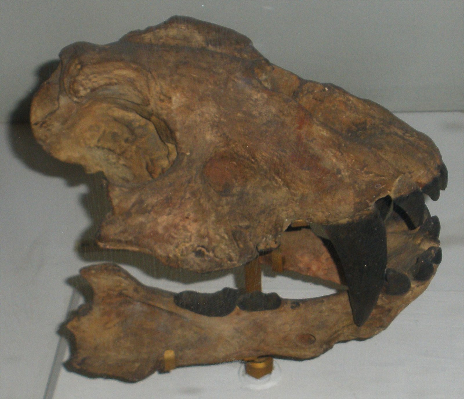 Museo Geologico Giovanni Capellini