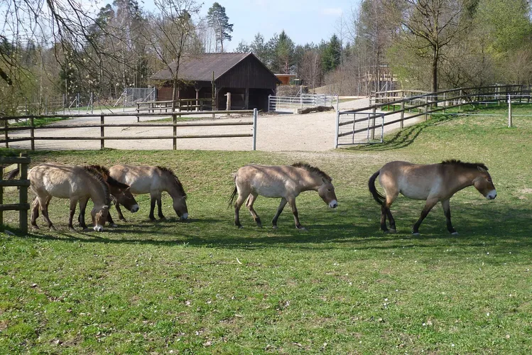 Wildpark Bruderhaus