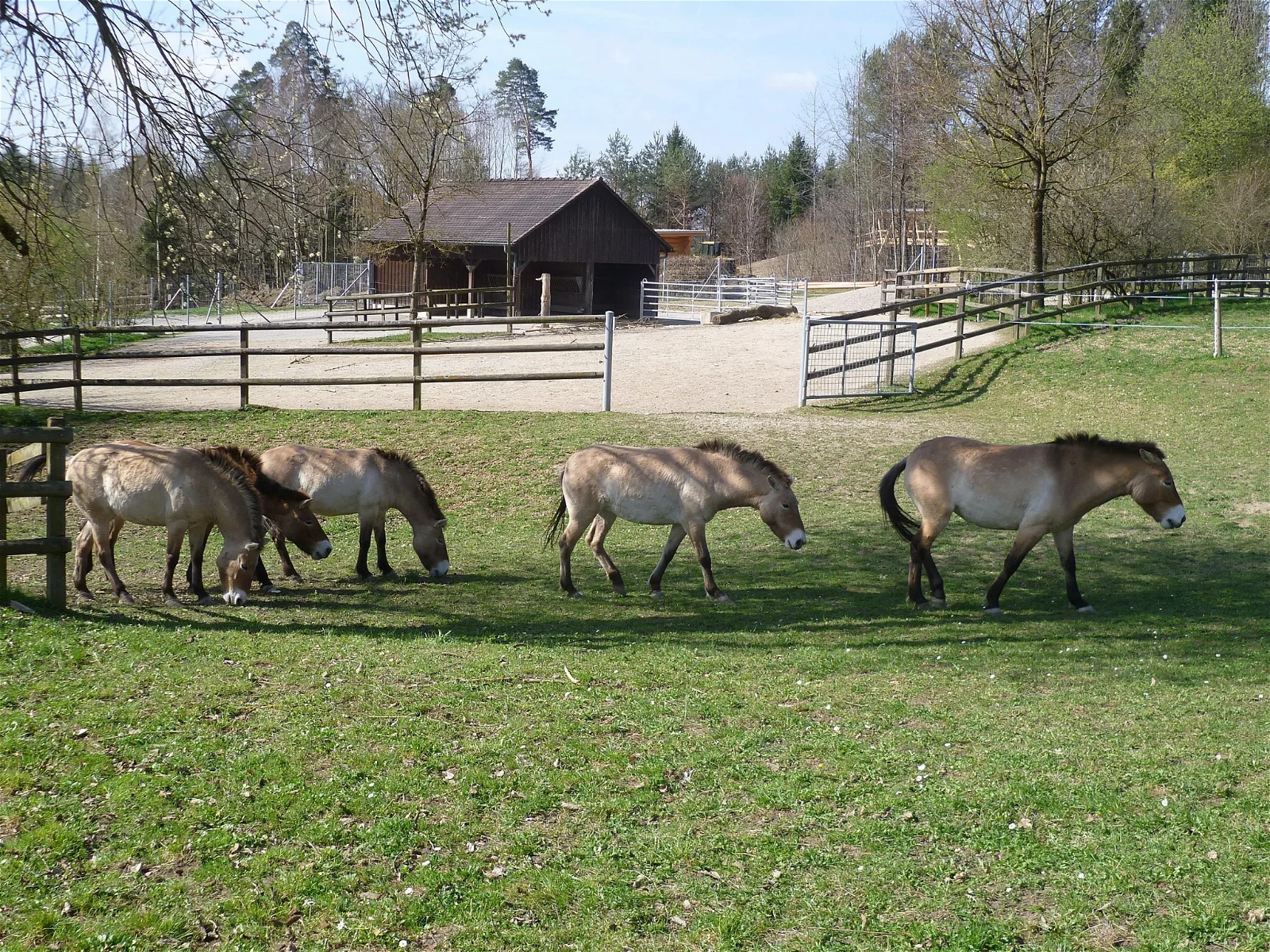 Wildpark Bruderhaus