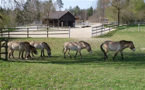 Wildpark Bruderhaus
