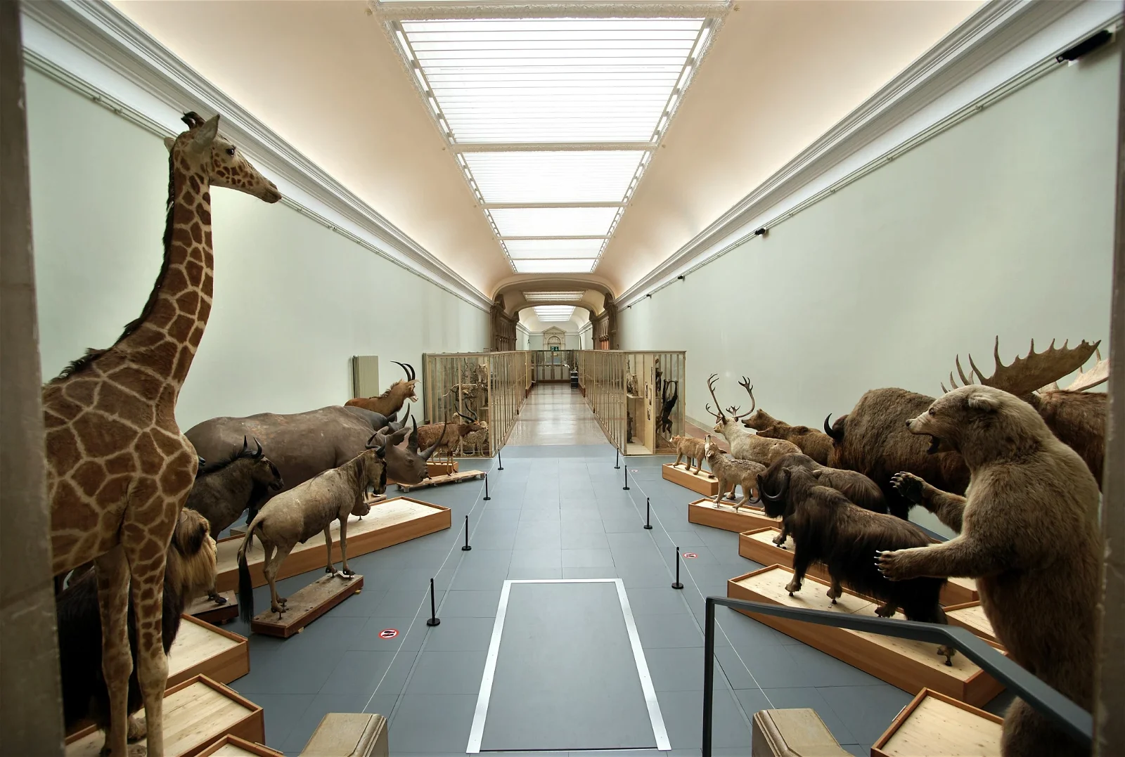 Cantonal Museum of Zoology