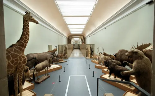 Cantonal Museum of Zoology