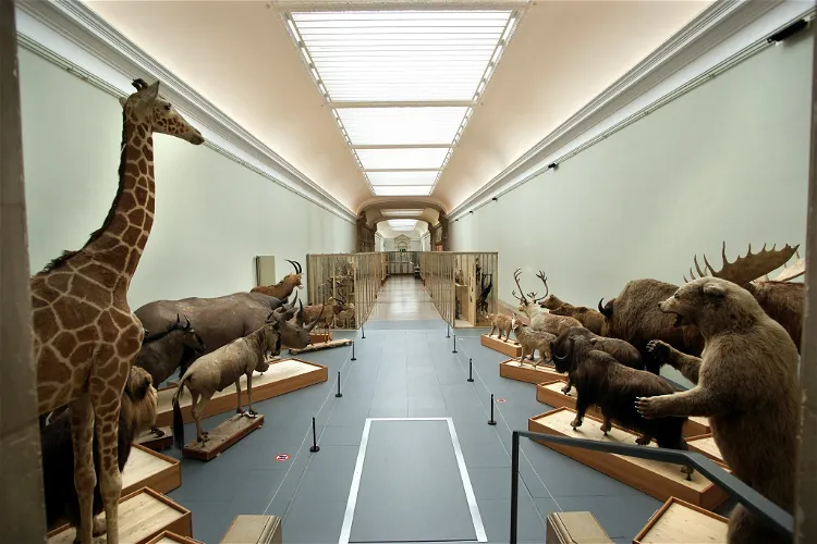 Kantonales Zoologiemuseum