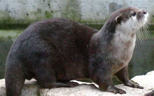 MUZOO La Chaux-de-Fonds