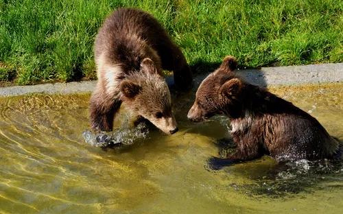 Fosse aux ours de Berne