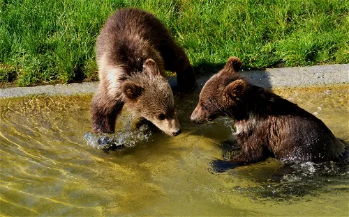 Tierpark Bern - BärenPark