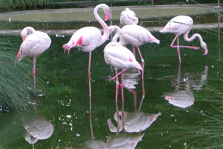 Tierpark Bern - Dählhölzli Zoo