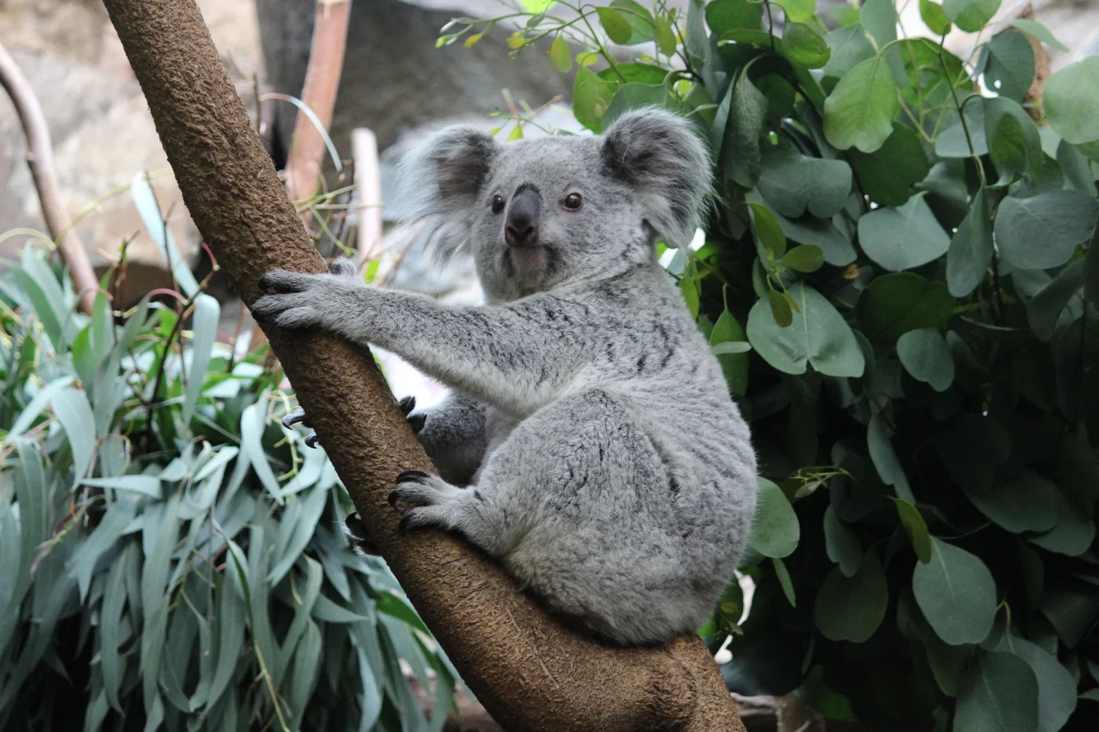 6 European Zoos Where You Can Meet Koalas: A Rare Eucalyptus Adventure