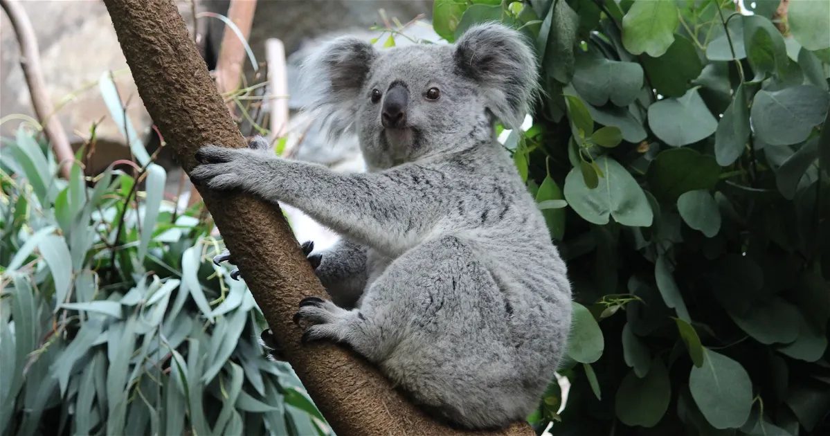 Zoo Badge Reels -  Australia