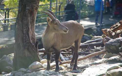 Bois-de-la-Bâtie Animal Park