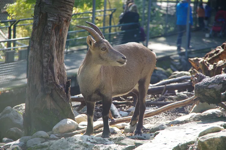 Bois-de-la-Bâtie Animal Park