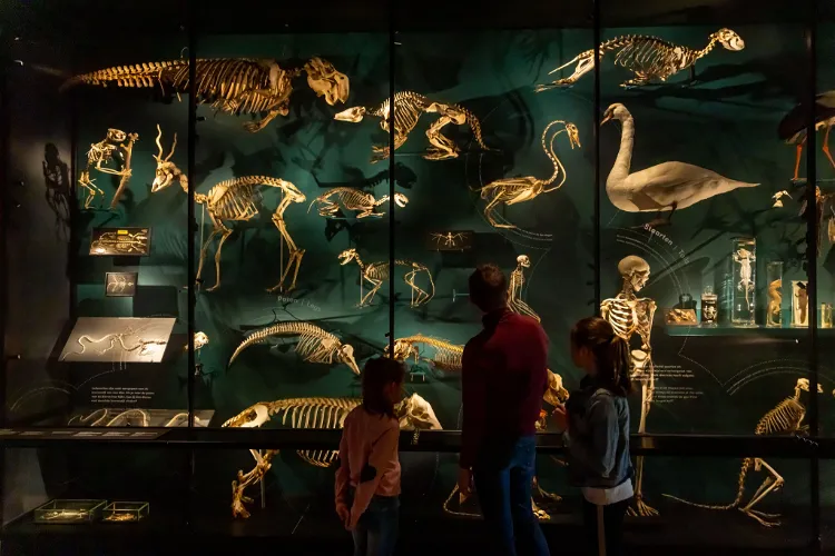 UMU | Universiteitsmuseum Utrecht