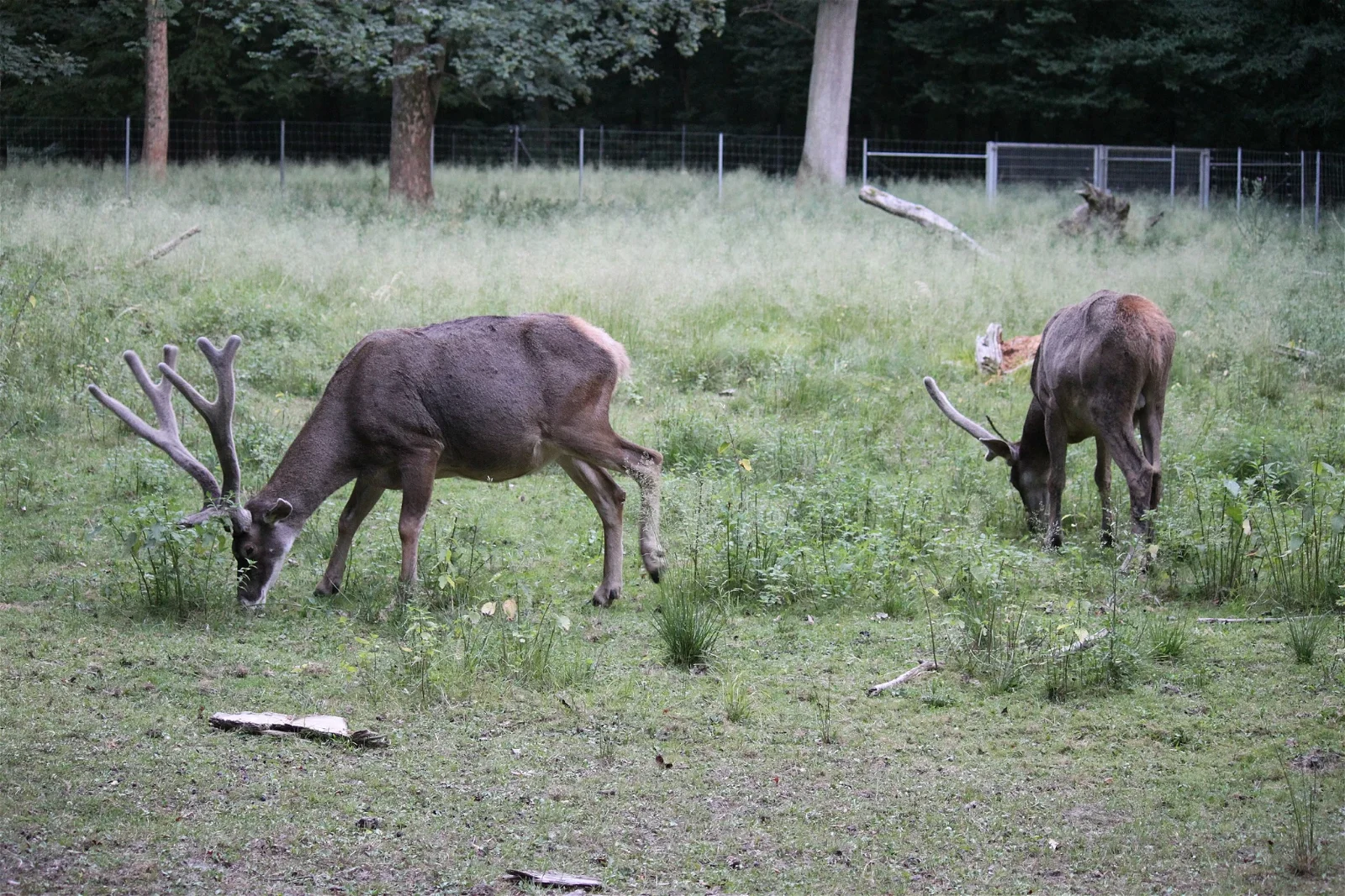 Tierpark Oberwald