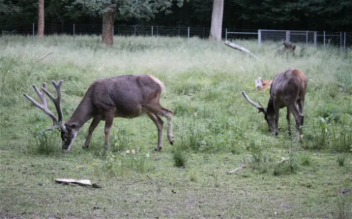 Tierpark Oberwald