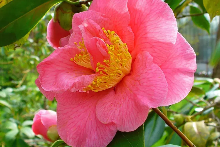 Jardín botánico de la Universidad de Karlsruhe