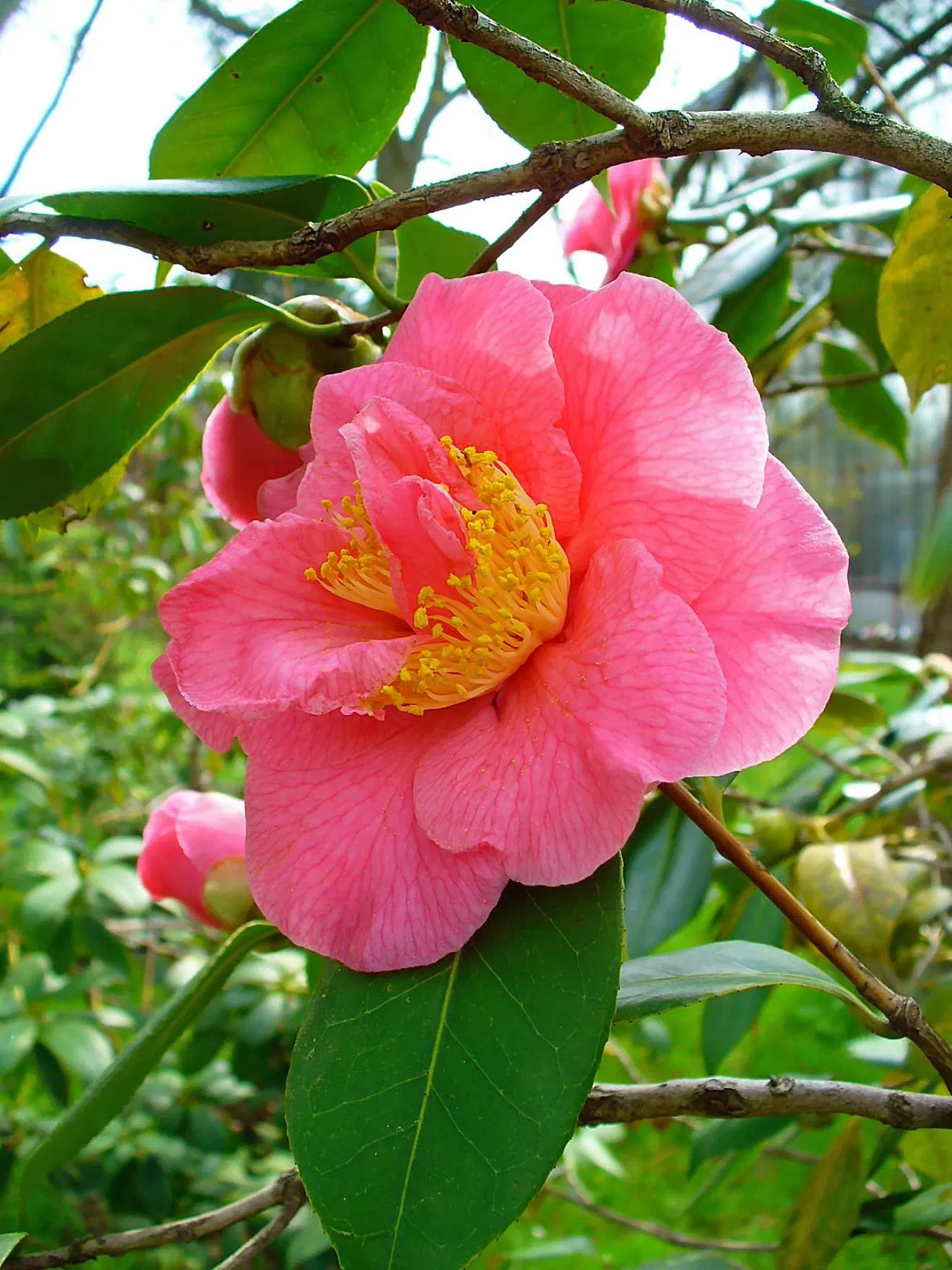 Botanischer Garten der Universität Karlsruhe (Karlsruhe) Visitor