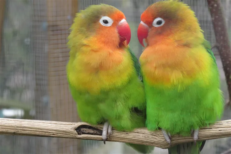 Bird Park Neureut