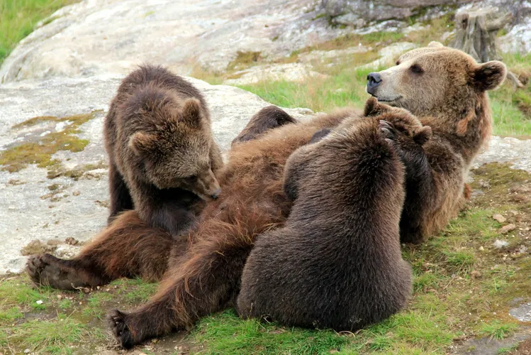 Vassfaret Bear Park