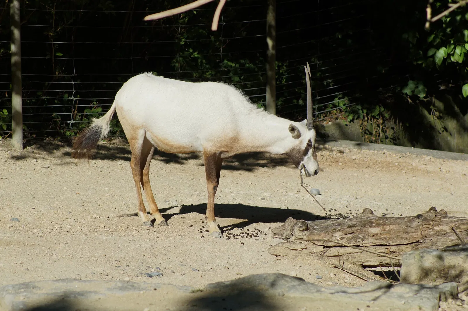 Zoológico de Zúrich