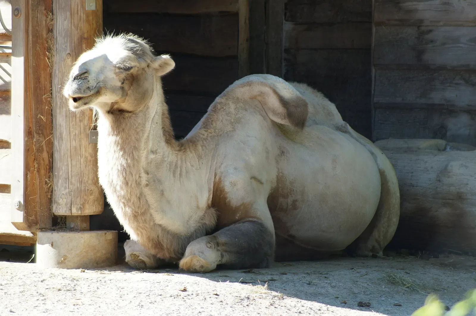 Zoológico de Zúrich