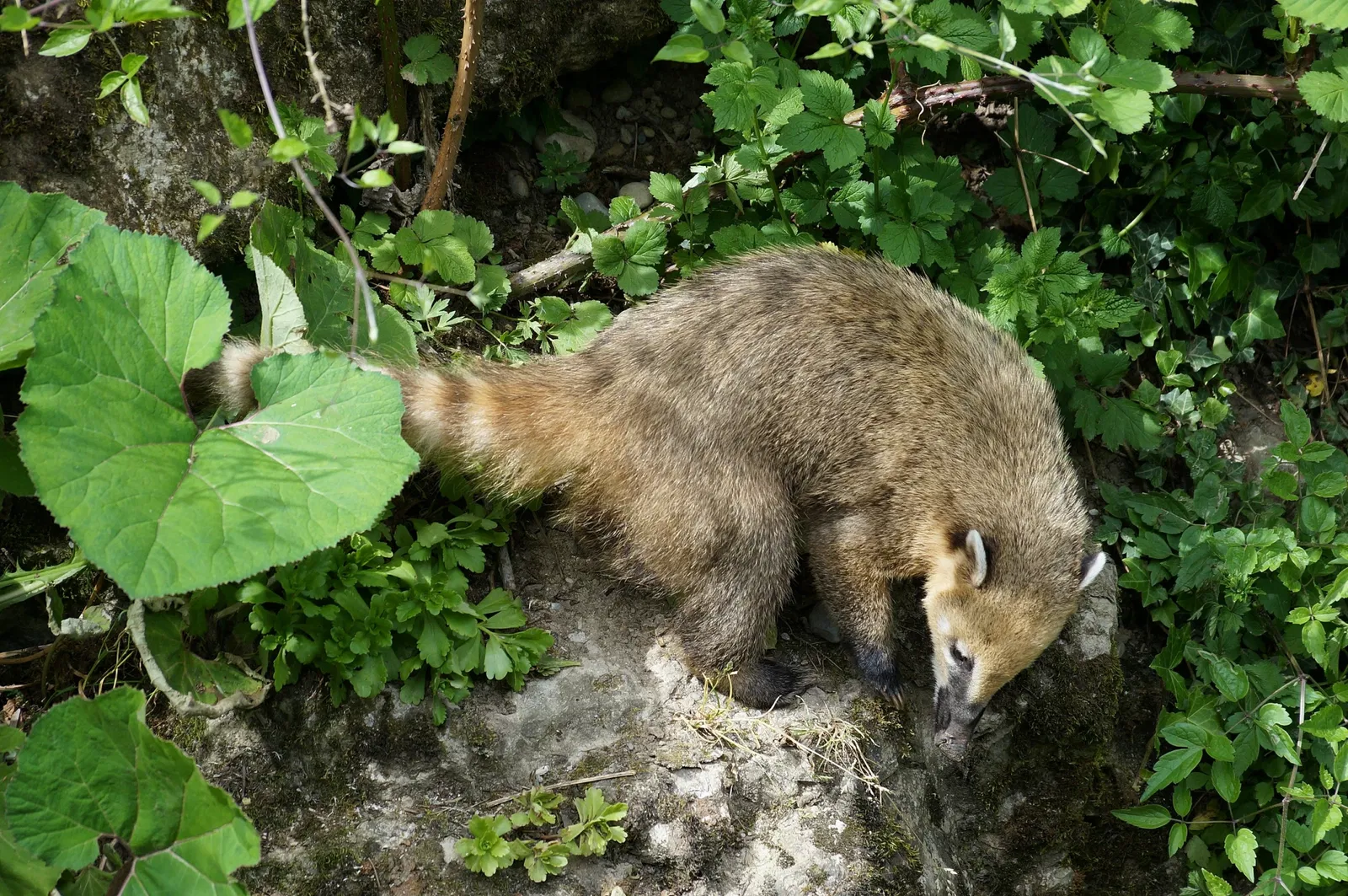 Zoológico de Zúrich