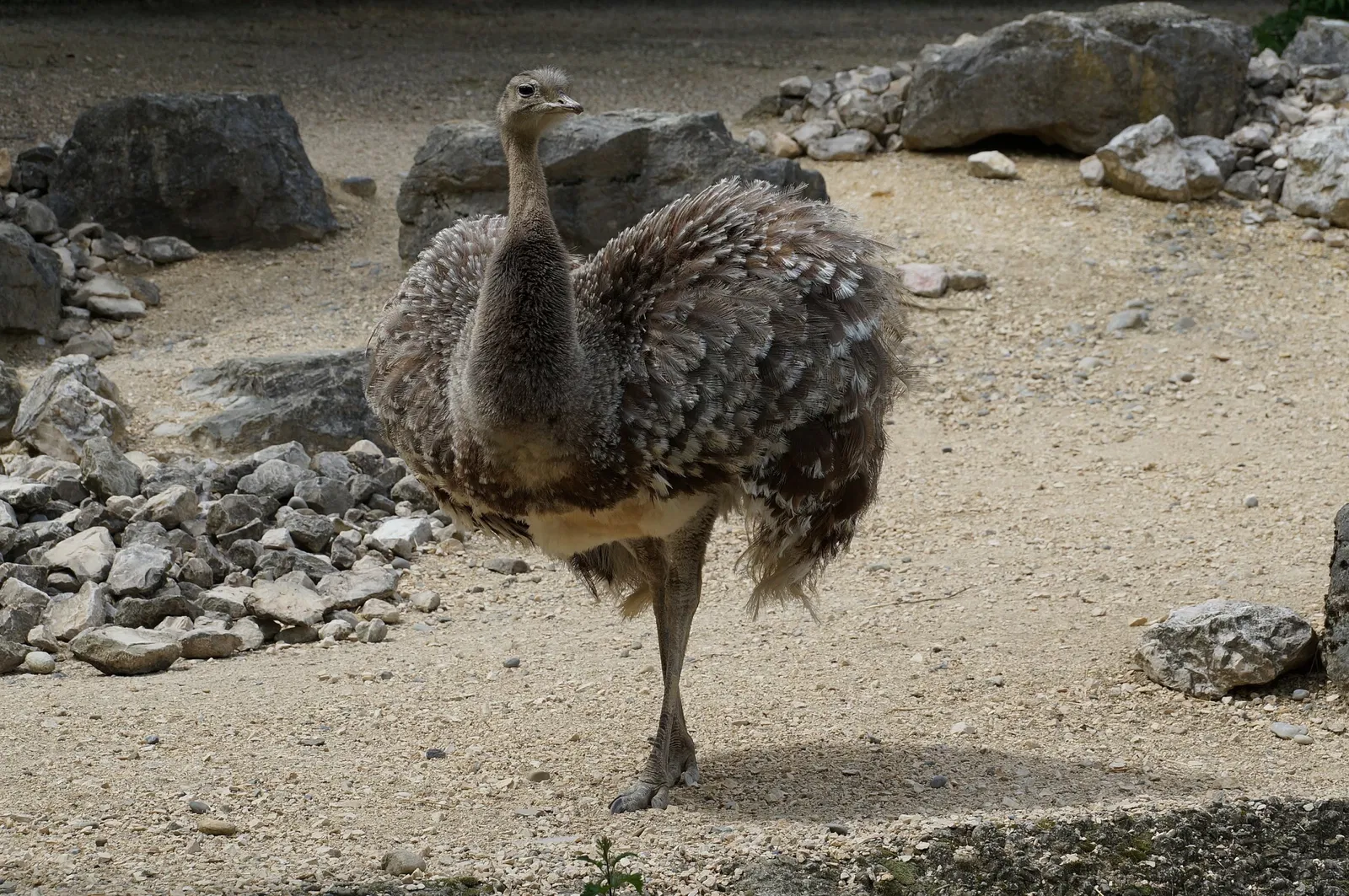 Zoológico de Zúrich