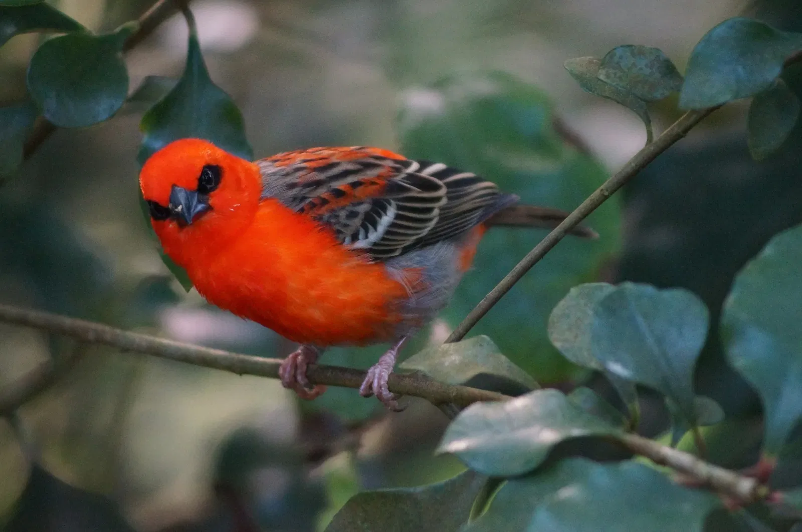 Zoológico de Zúrich