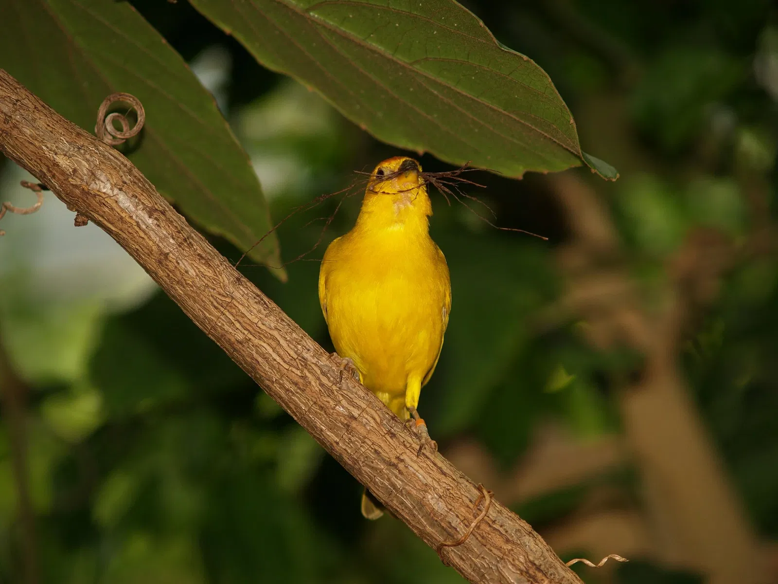 Zoológico de Zúrich