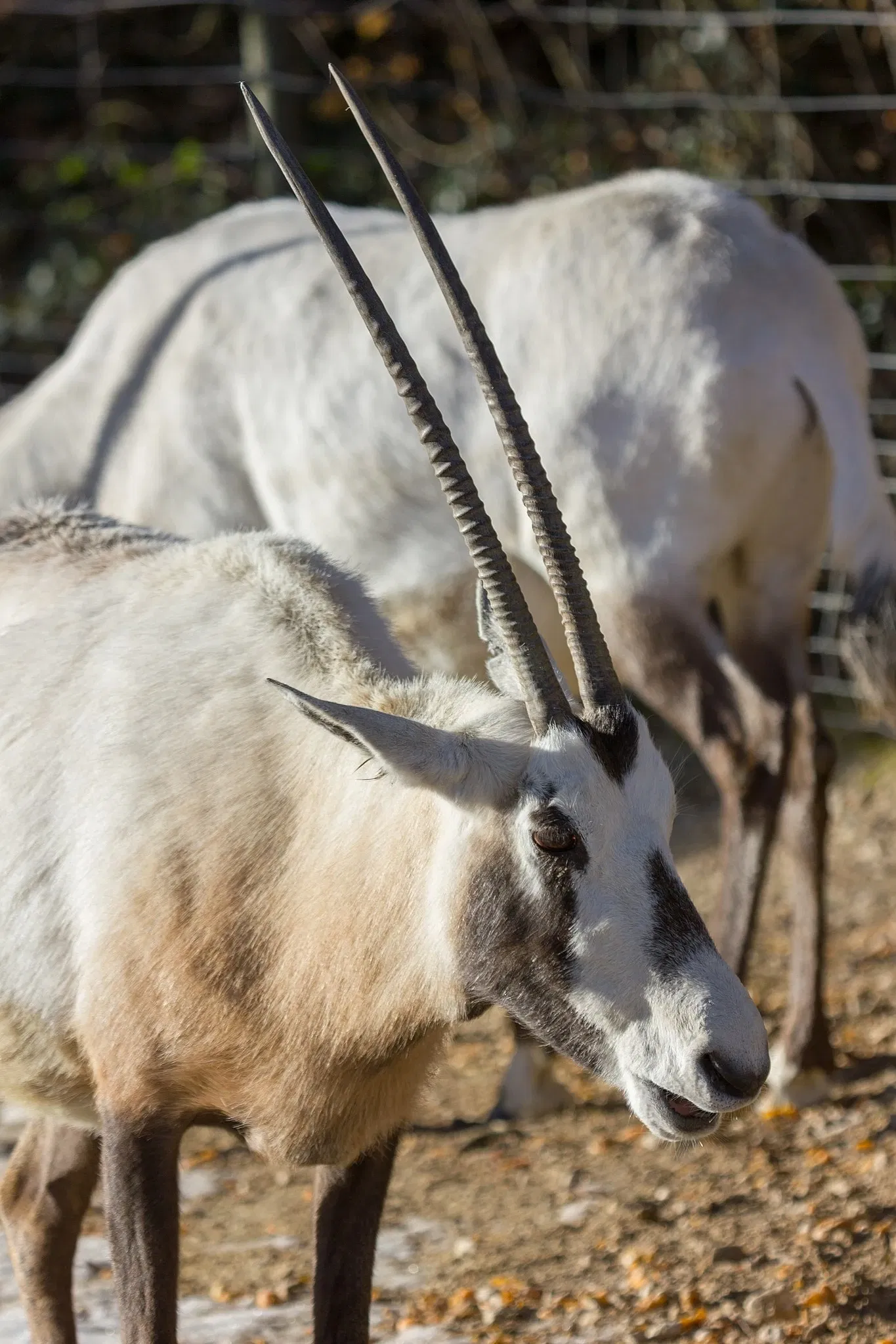 Zoológico de Zúrich