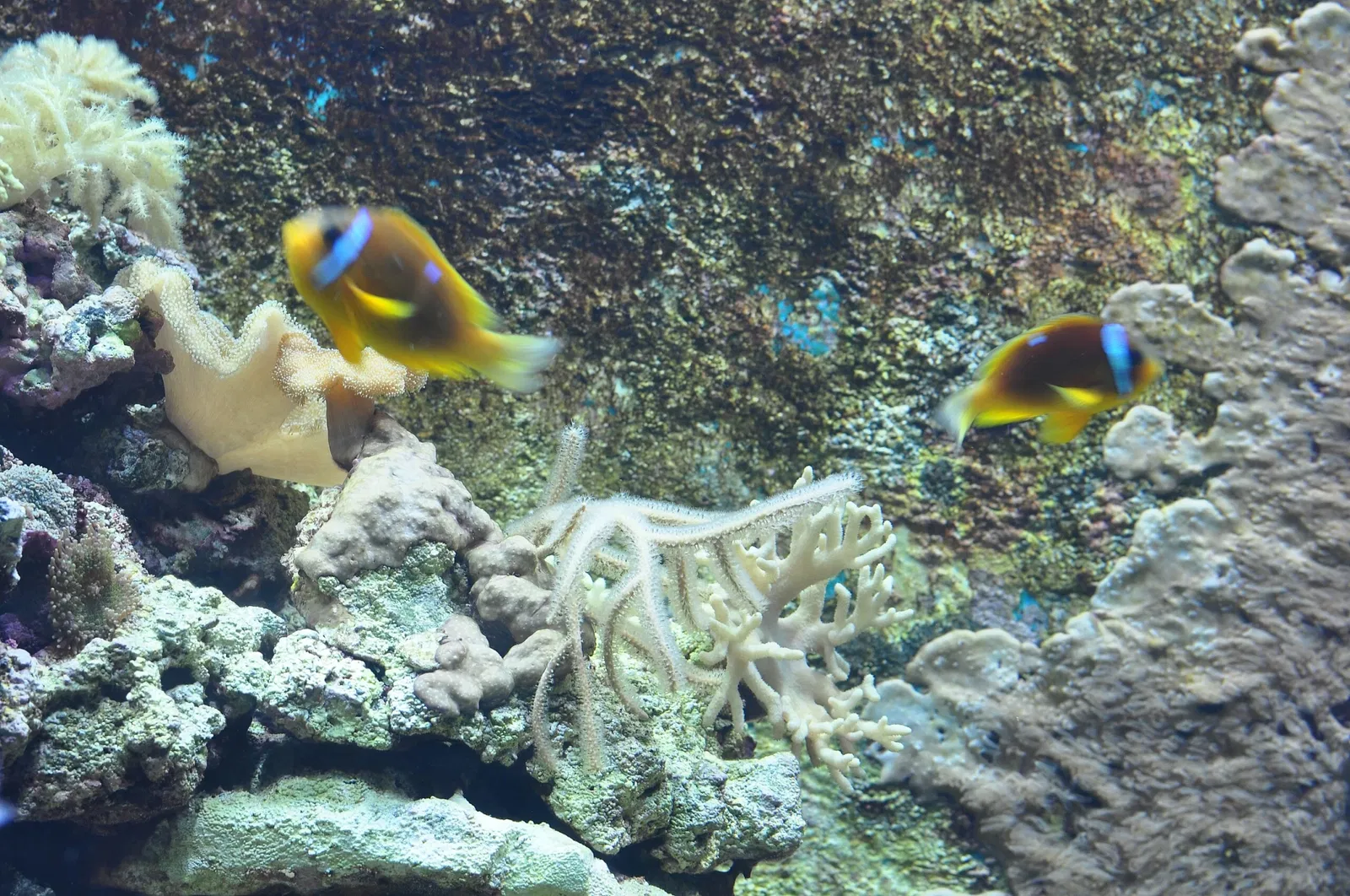 Zoológico de Zúrich