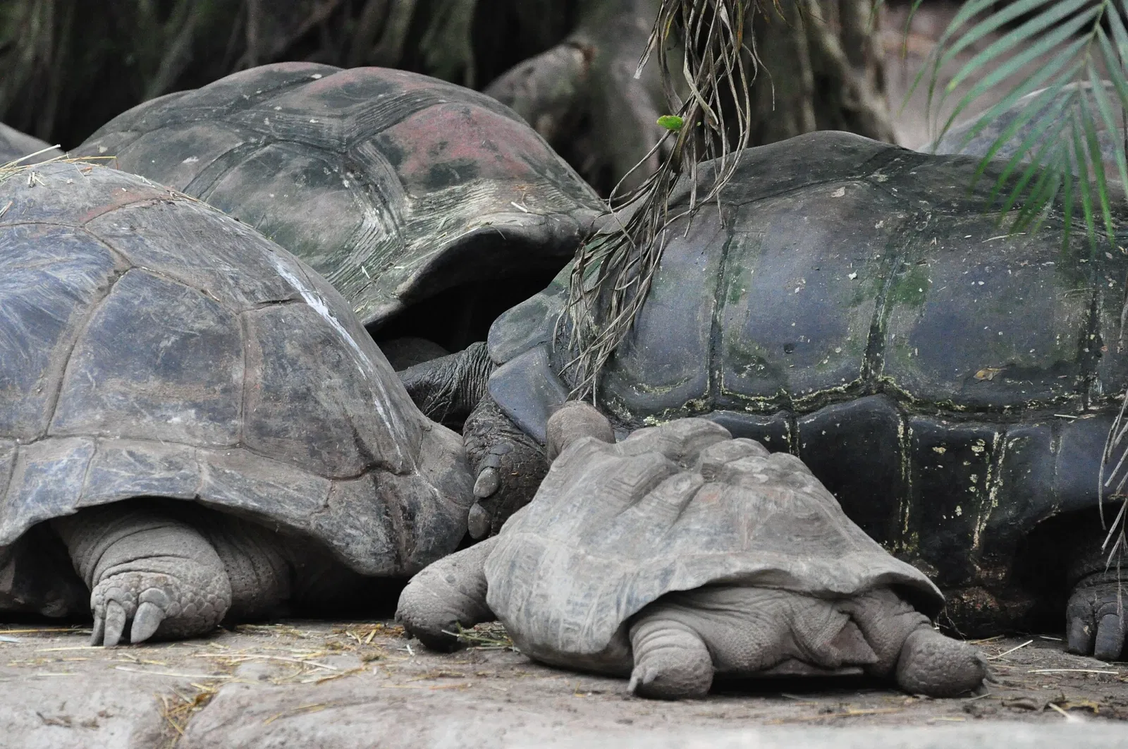 Giardino zoologico di Zurigo