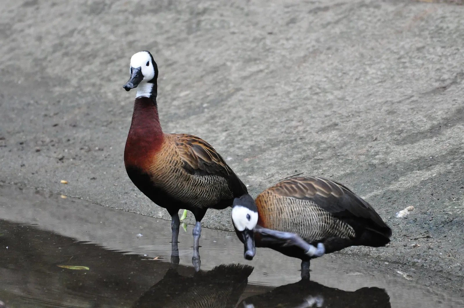 Zoológico de Zúrich