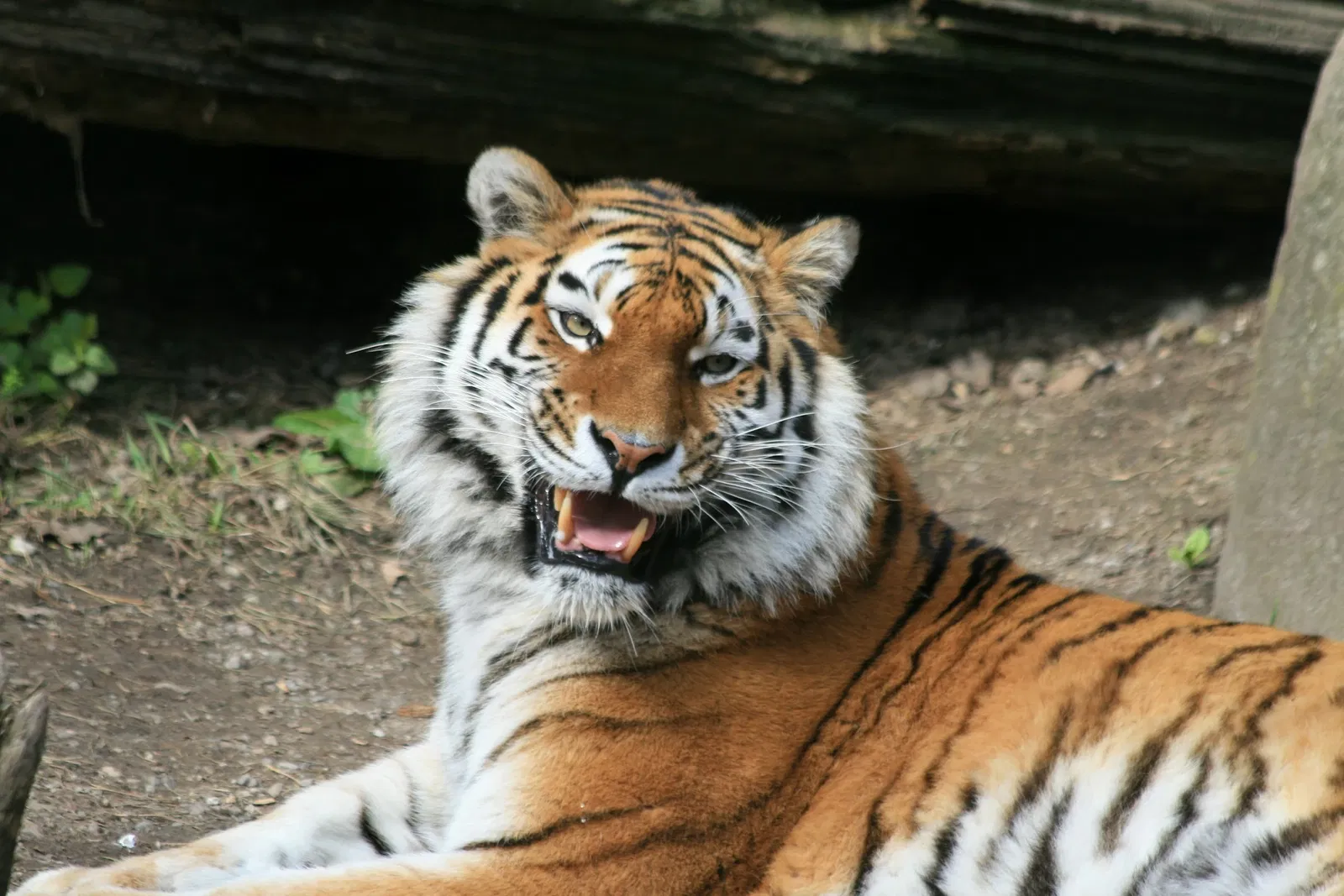 Giardino zoologico di Zurigo