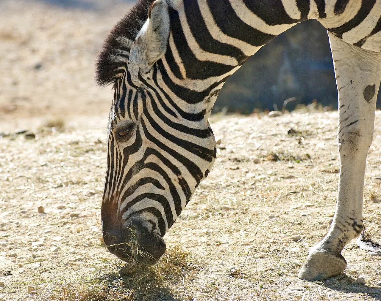 Zoológico de Zúrich