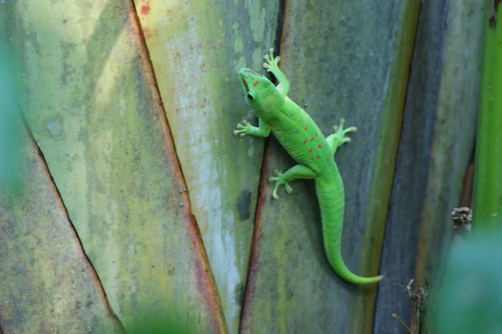 Zoológico de Zúrich