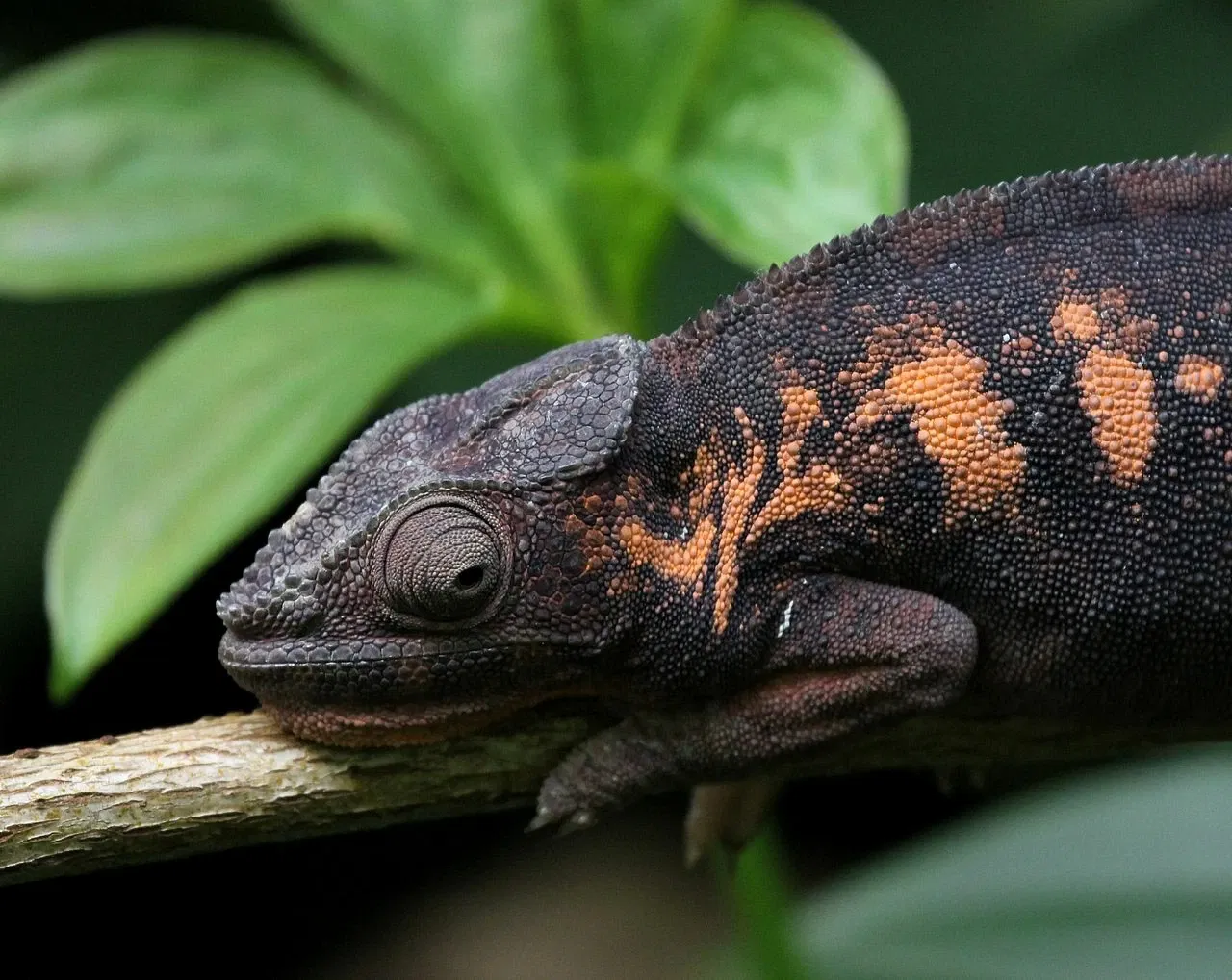 Zoológico de Zúrich