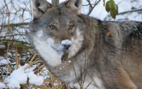 Namsskogan Family Park