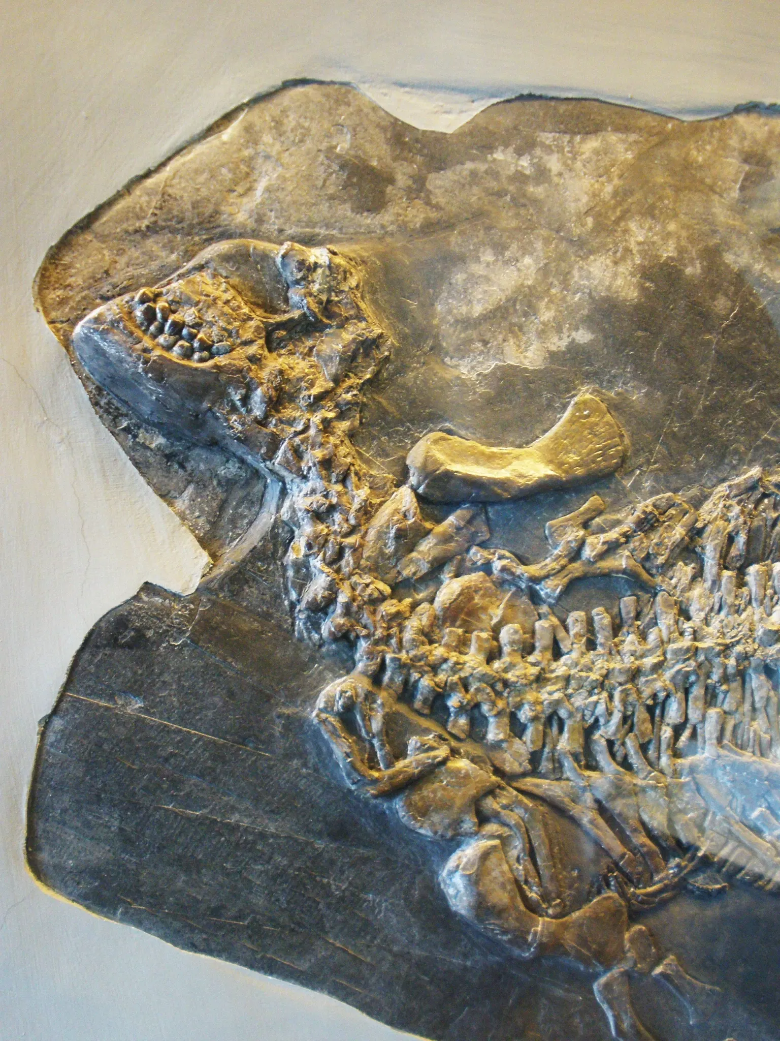 Zoologisches Museum der Universität Zürich