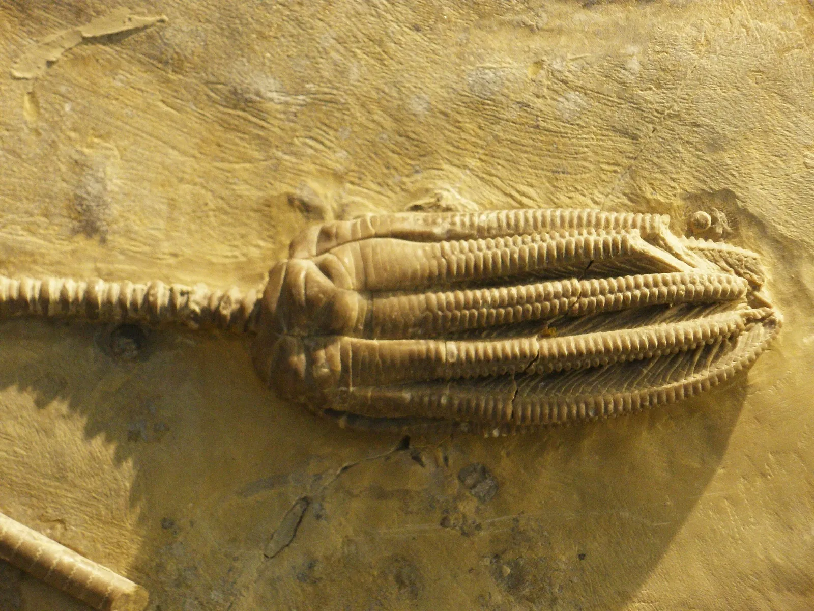 Musee Paleontologique de Zurich