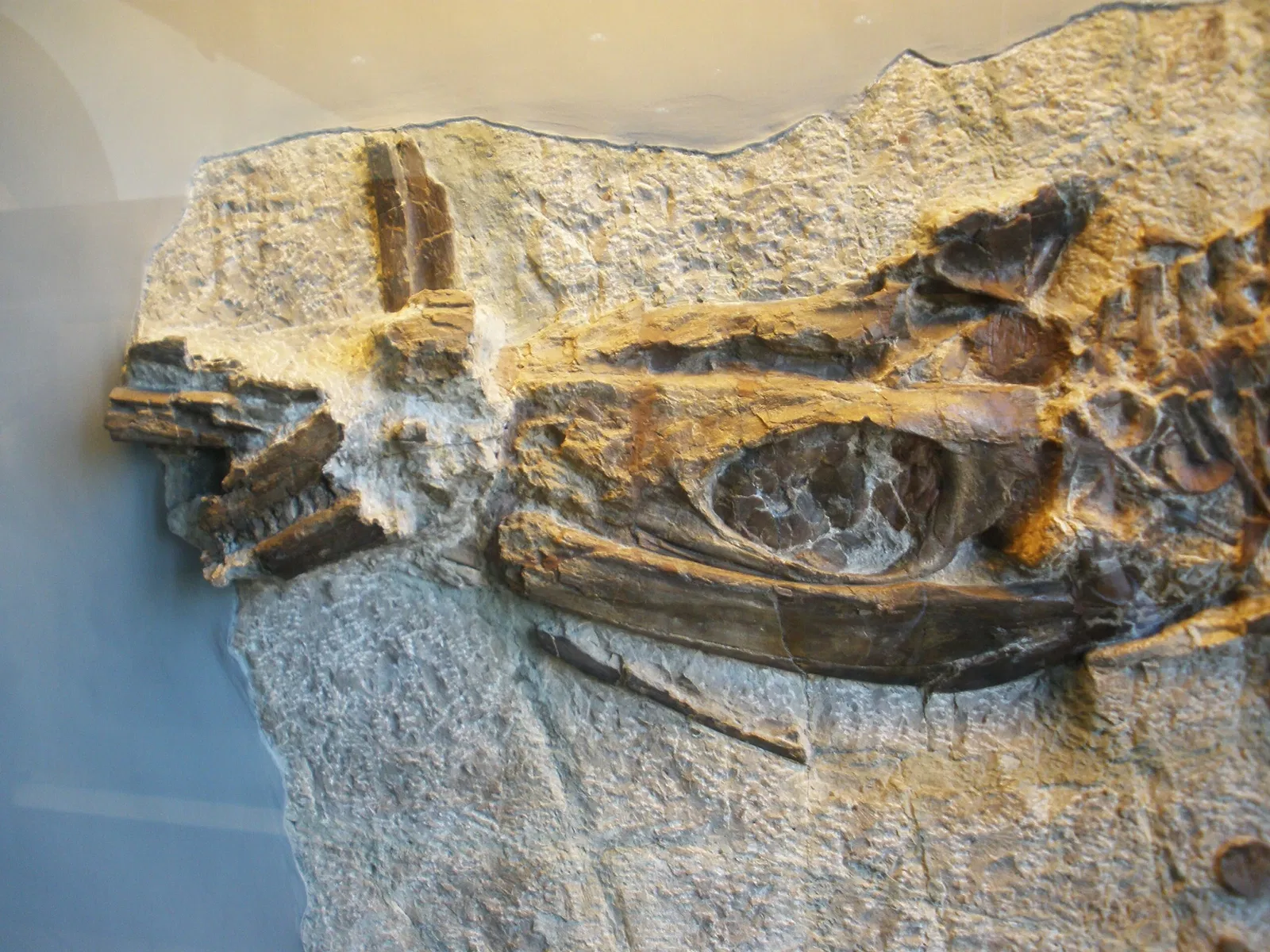 Musee Paleontologique de Zurich