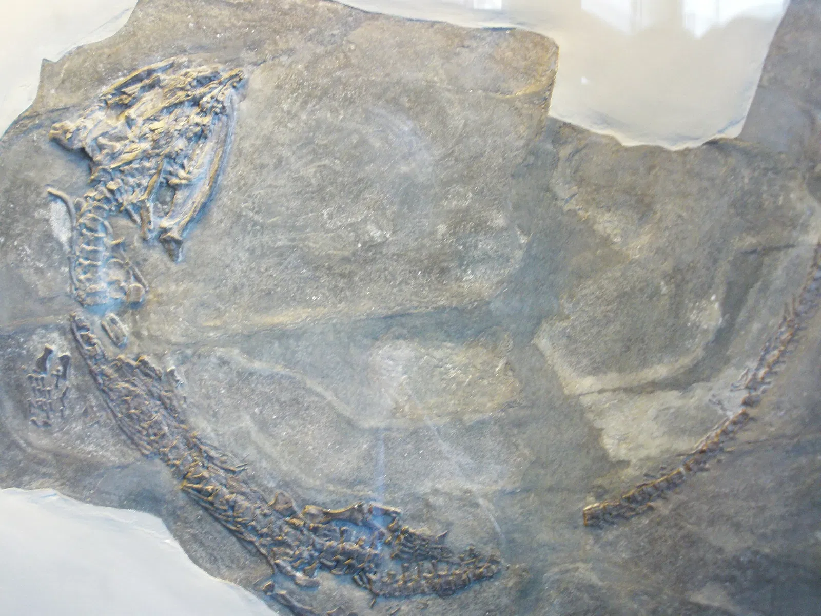 Zoologisches Museum der Universität Zürich